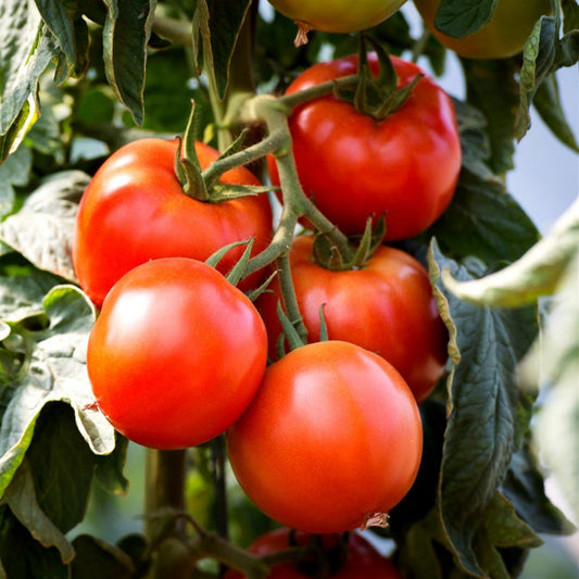 Graines de tomate Saint Pierre - sachet de 0.5 gramme