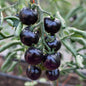 Graines de tomate cerise "black cherry" cerise noire- sachet de 0.25 gramme