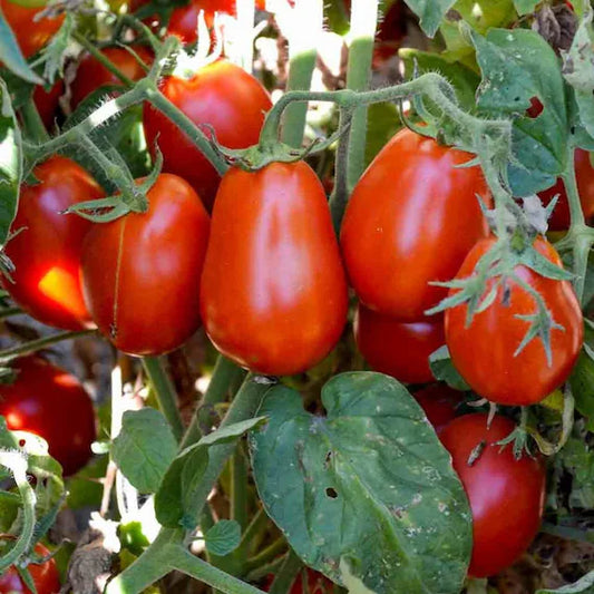 Graines de tomate Roma VF - sachet de 0.5 gramme
