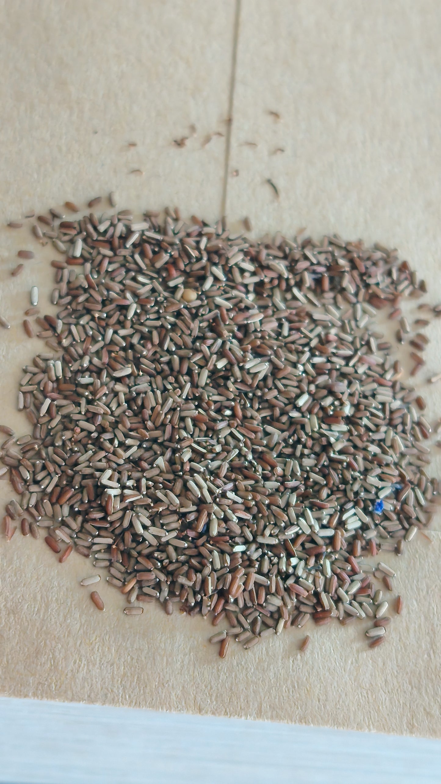 Graines de Verveine de Buenos Aires - sachet de 0.5 gramme