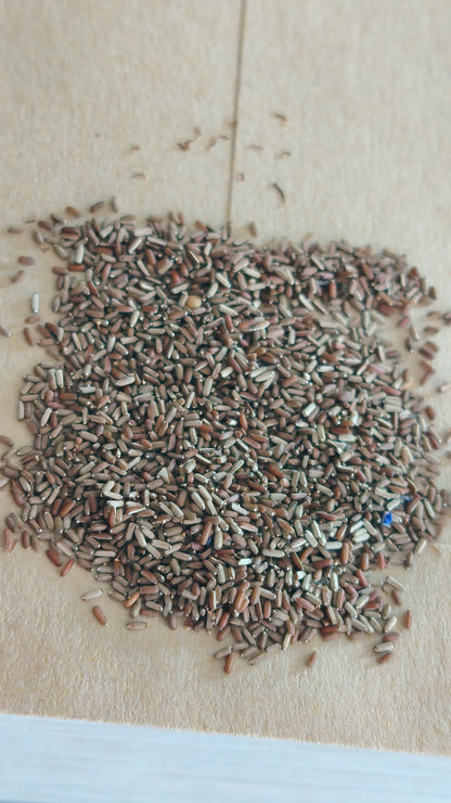 Graines de Verveine de Buenos Aires - sachet de 0.5 gramme