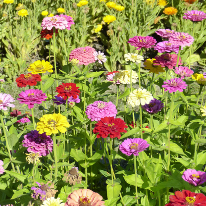 Graines de zinnia géant à fleur de dahlia en mélange - sachet de 0.5 gramme