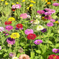 Graines de zinnia géant à fleur de dahlia en mélange - sachet de 0.5 gramme